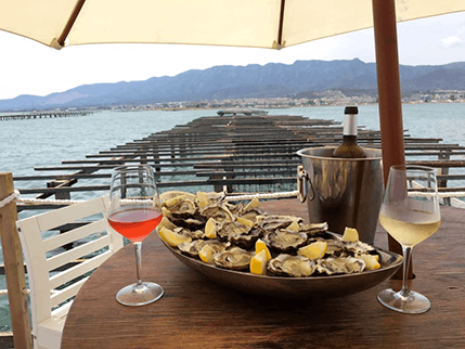 A tray of fresh oysters in a hatchery
