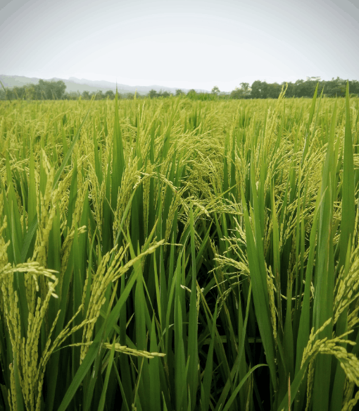 A rice field