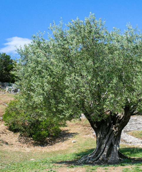 A centuries-old olive tree full of olives