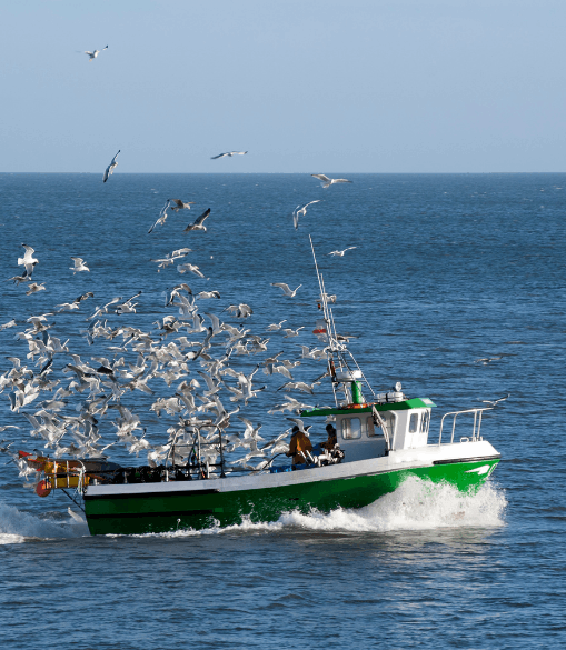 A fishing boat surrounded by seagulls returns to port